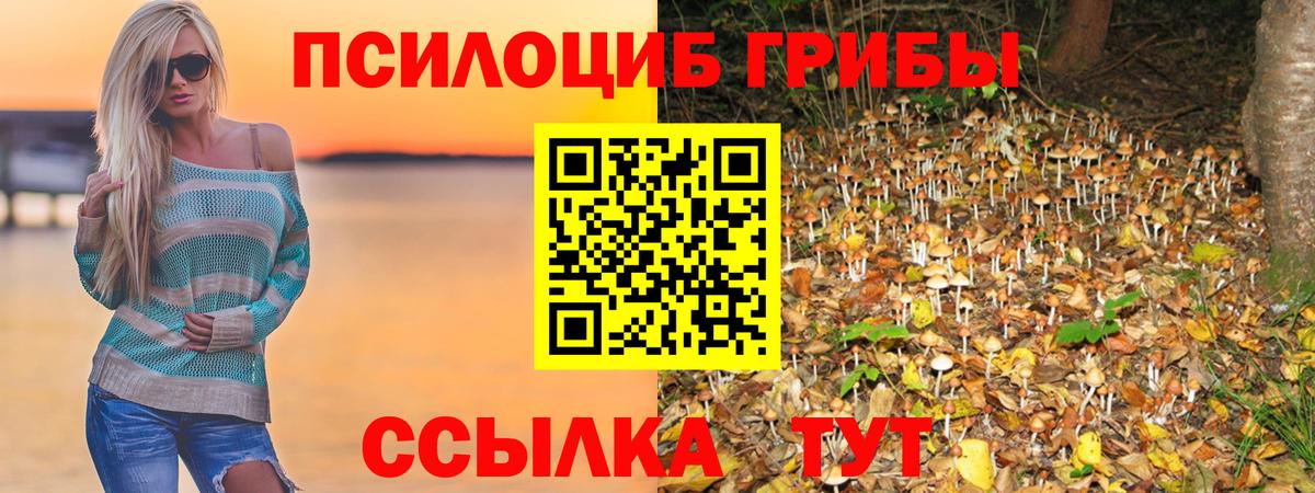 Псилоцибиновые грибы Psilocybe  Галлюциногенные грибы прущие грибы  Вход с VPN  Гусев 